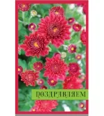 Открытка А5 Поздравляем. Цвеы (10 шт.)
