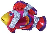 И 14 Рыбка-Клоун / Cloun-fish / 1 шт / (Испания)